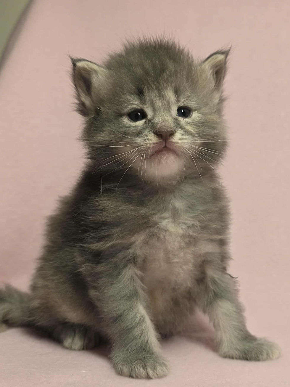 femelle bleu tabby tortie