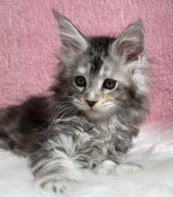 fille 2 grace de monaco