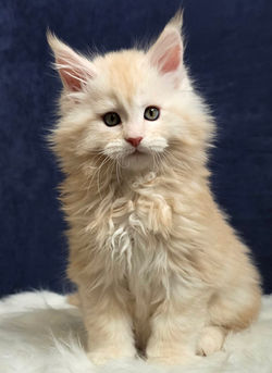 maine coon chaton #1 male creme roux