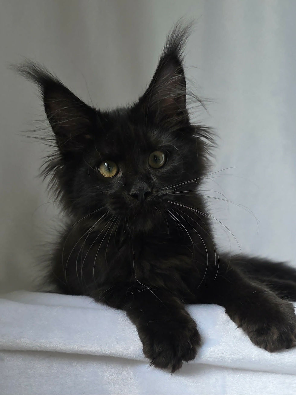 maine coon femelle black