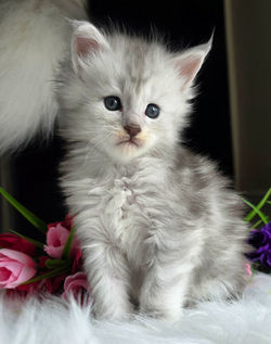 maine coon chaton bleu silver