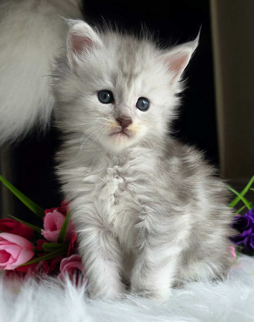 maine coon chaton bleu silver