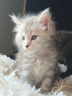 maine coon blaclk silver