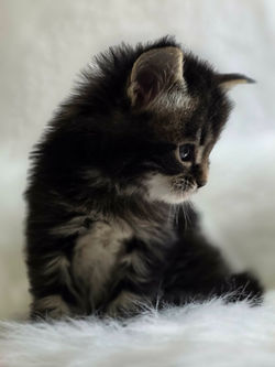maine coon brown tabby  .