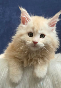 maine coon chaton #1 male creme roux