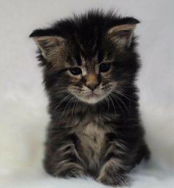 maine coon brown tabby  ._edited