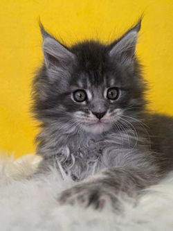 maine coon bleu tabby