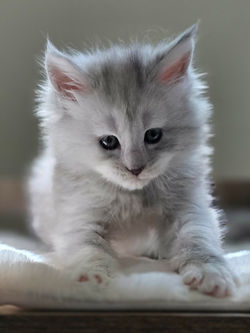 chaton maine coon femelle bleu silver shaded .jpg.jpg