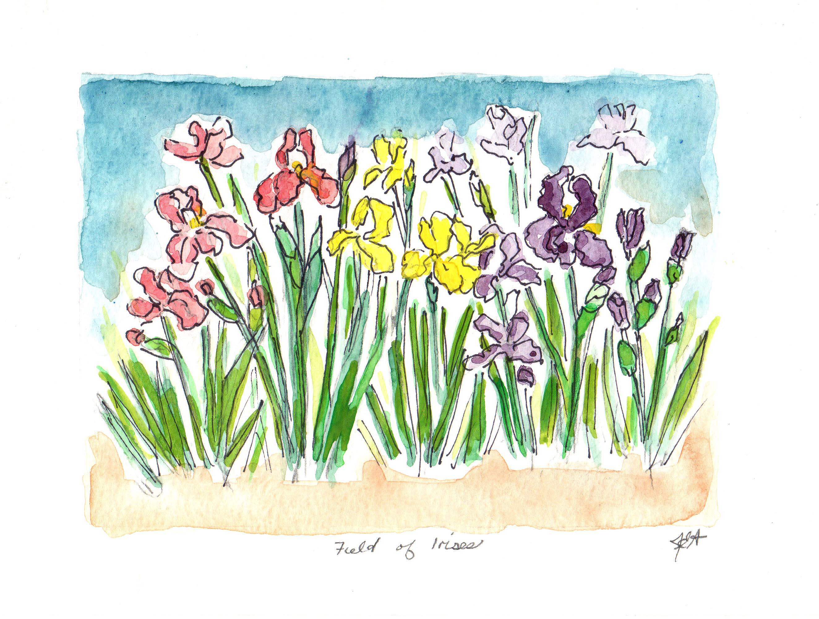 Field Of Irises
