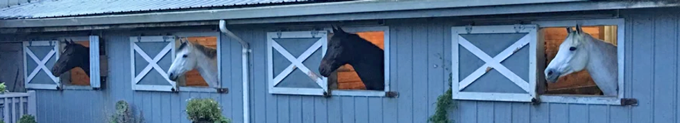 HORSES BGD.png