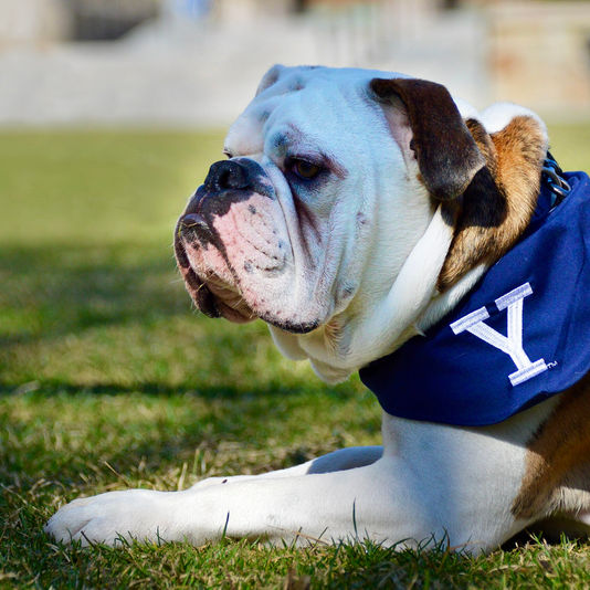 Handsome Dan : l’histoire incroyable de la première mascotte universitaire (Yale, 1889)