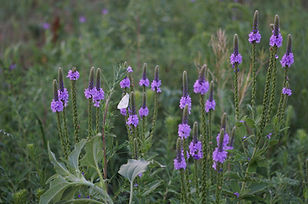 DSC00089.JPG