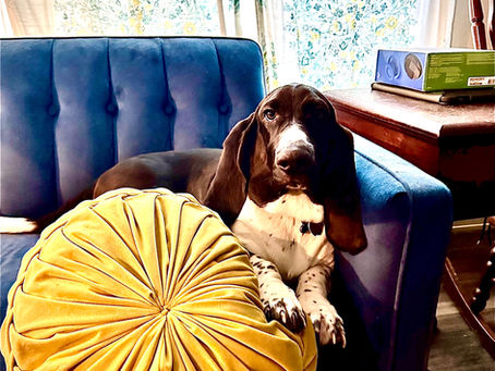 Bubba's Leap of Faith: A Lesson in Stubbornness