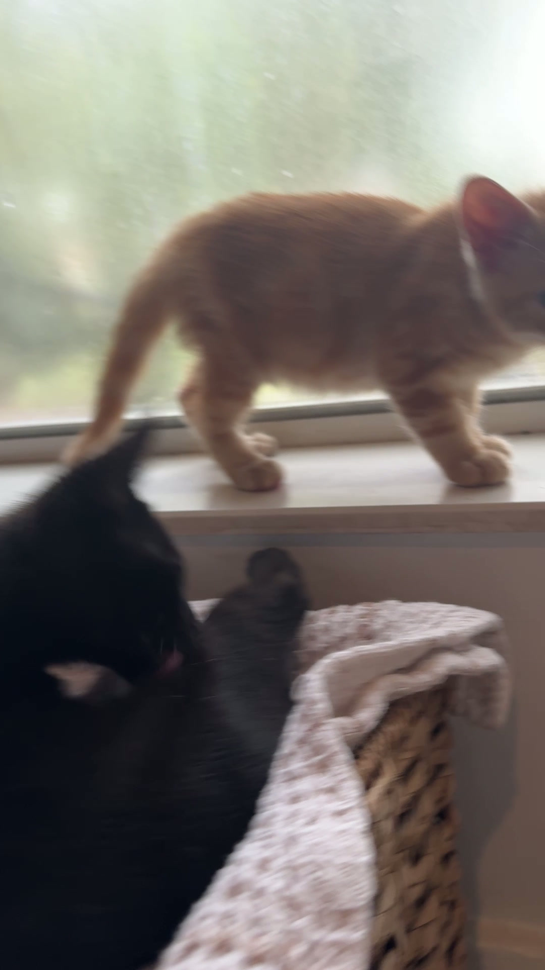 Four Paws Inn home-style pet boarding environment