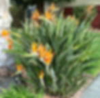 Landscape Designer Miami