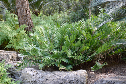 Our Favorite Native Plants for Miami Landscape Designs