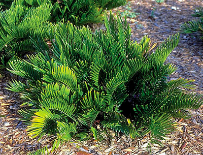 Sustainable Landscape Design Practices for Coral Gables Homeowners