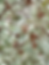 Southwest Ranches Landscape Design