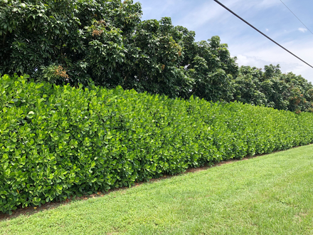 Best Shrubs for Miami Landscape Designs