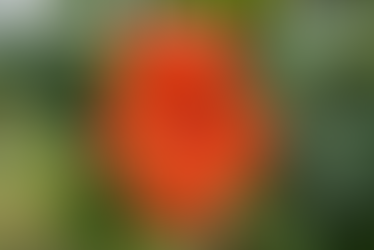 Best Flowering Plants for Boca Raton Landscape Designs