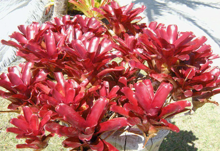 Bromeliads for Miami Landscape Designs