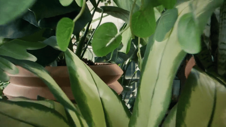 TARGET X HILTON CARTER GROW CAMPAIGN-hig