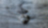 Alligator swimming in water