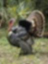 Osceola turkey