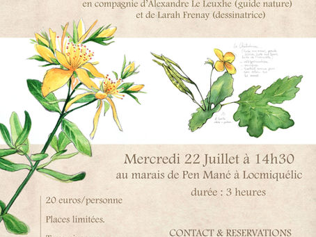 Visite botanique dessinée - 22 juillet 2020 14h30
