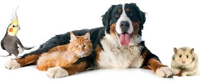 Pets-Pet Care