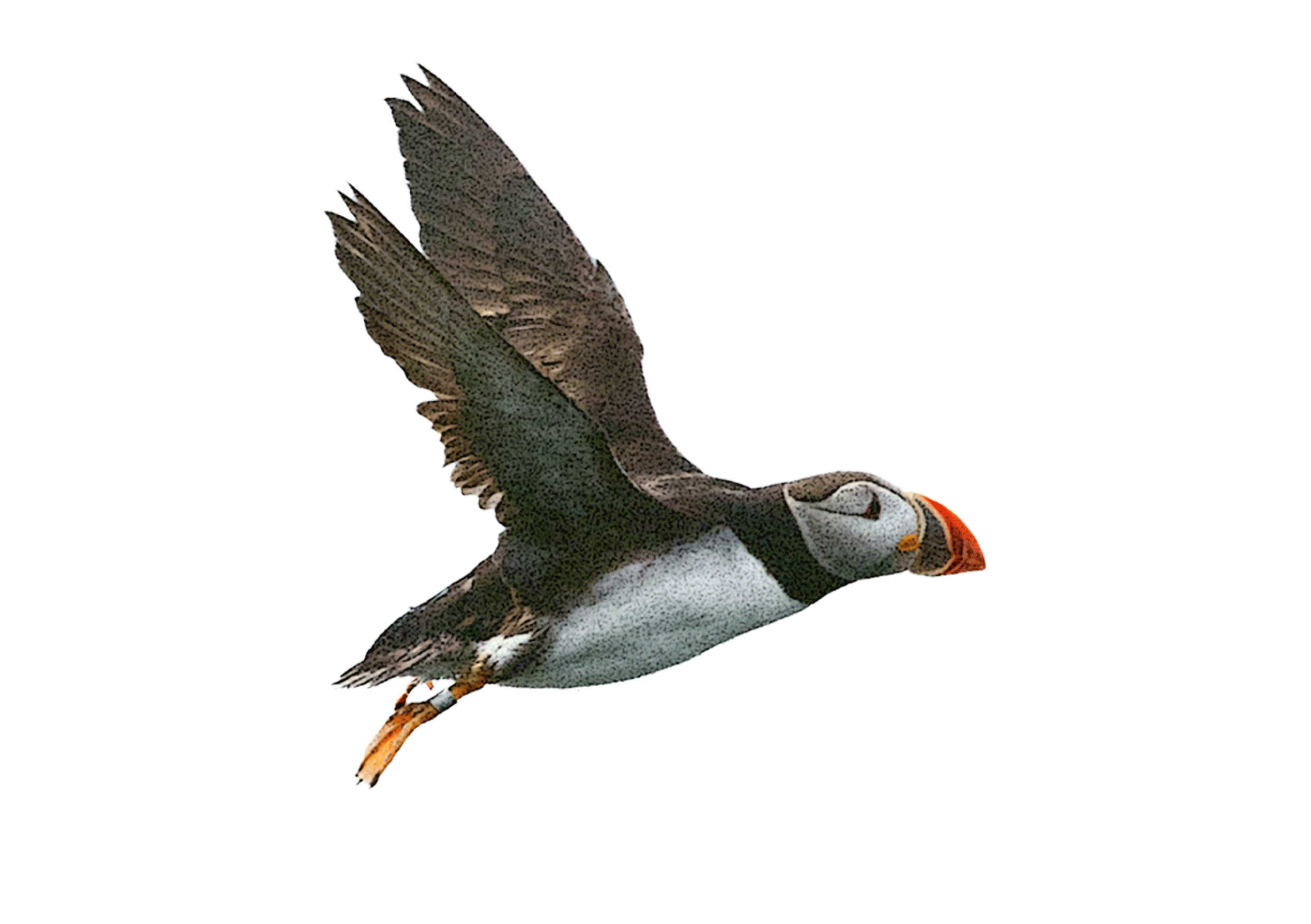 Wild Islands Nature, Ocean and Island Film