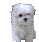 puppy-cute.gif