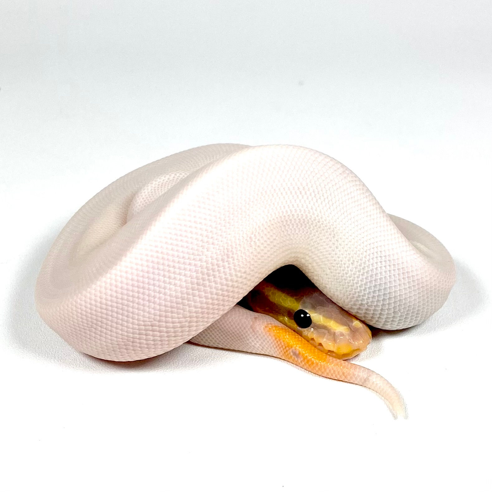 0442_01_10/25 OD Banana Hypo Piebald Ball Python