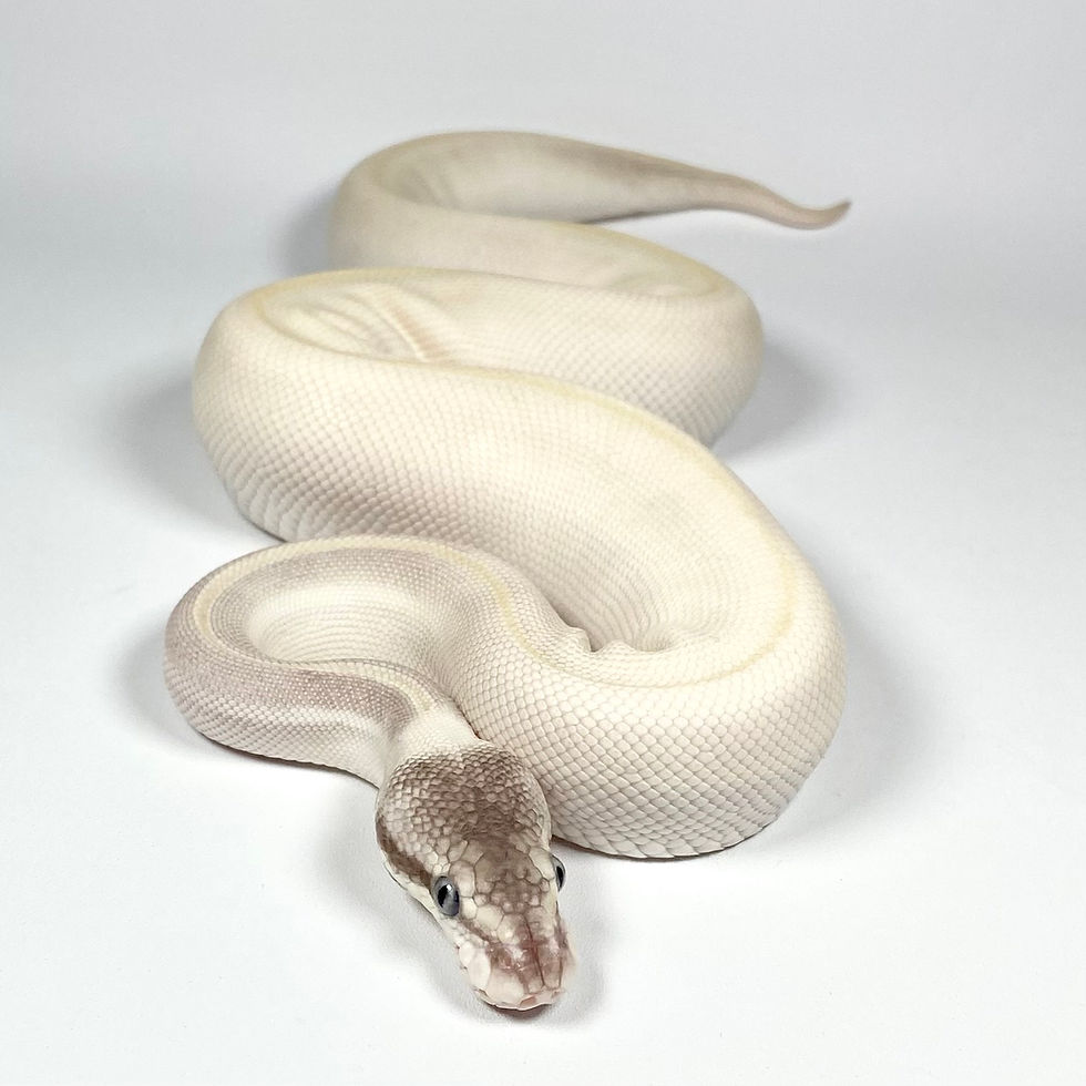 Thumbnail: 0268 Leopard Mystic Potion 50% Het Lav Albino Ball Python