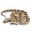 Thumbnail: BCI_0214 BCI (Columbian) Boa Constrictor (BCI)