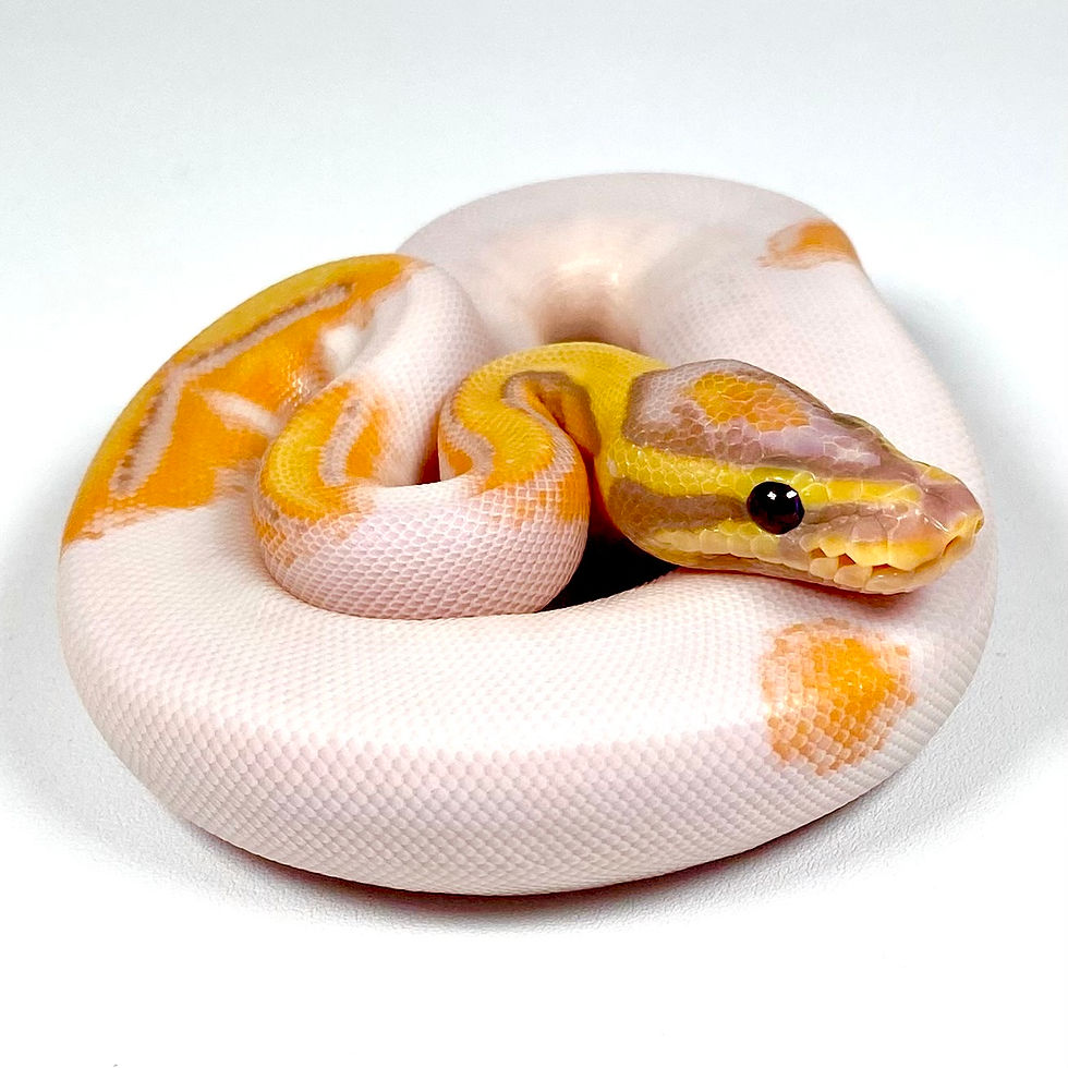Thumbnail: 0424_02_10/25 Banana OD Hypo Pied POS Enchi Ball Python