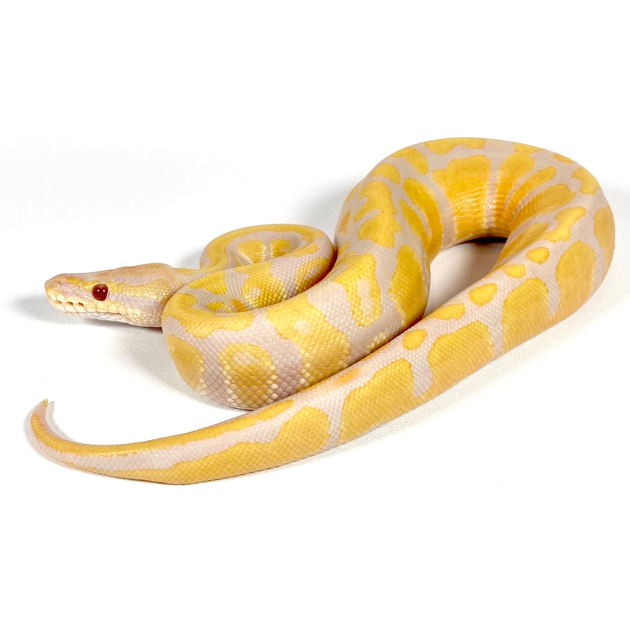 0384_02_5/25 Candy Het Pied POS YB