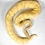 Thumbnail: 0831_KC Ball Python