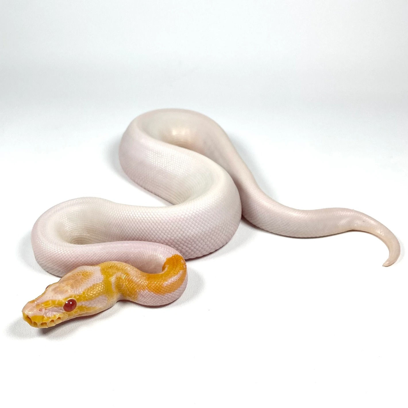 Lucille Candino Pied