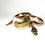 Thumbnail: 0270 Scaless Head Pied 50% Het Albino Ball Python