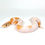 Thumbnail: 0442_03_10/25 OD Banana Hypo Piebald Ball Python