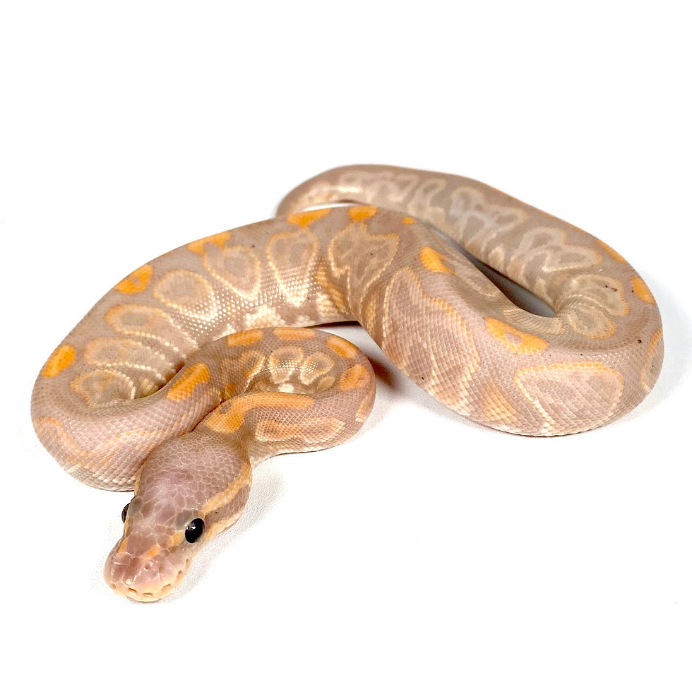 Thumbnail: 0814_KC_02_10/25 GHI Fire BP Banana Het Orange Ghost Ball Python