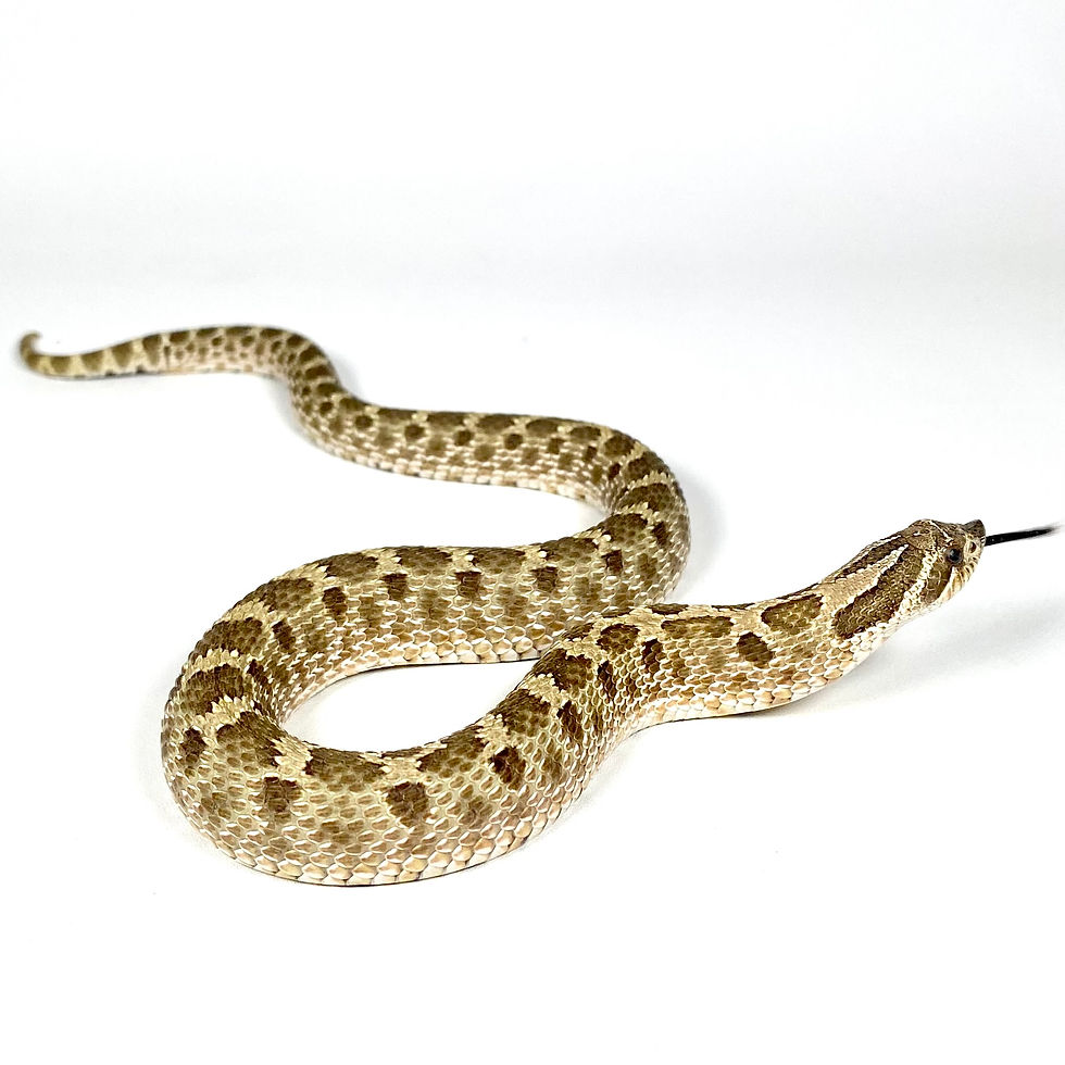 Thumbnail: HN_807_6_0225-BB-F2 Sable H. Albino Western Hognose