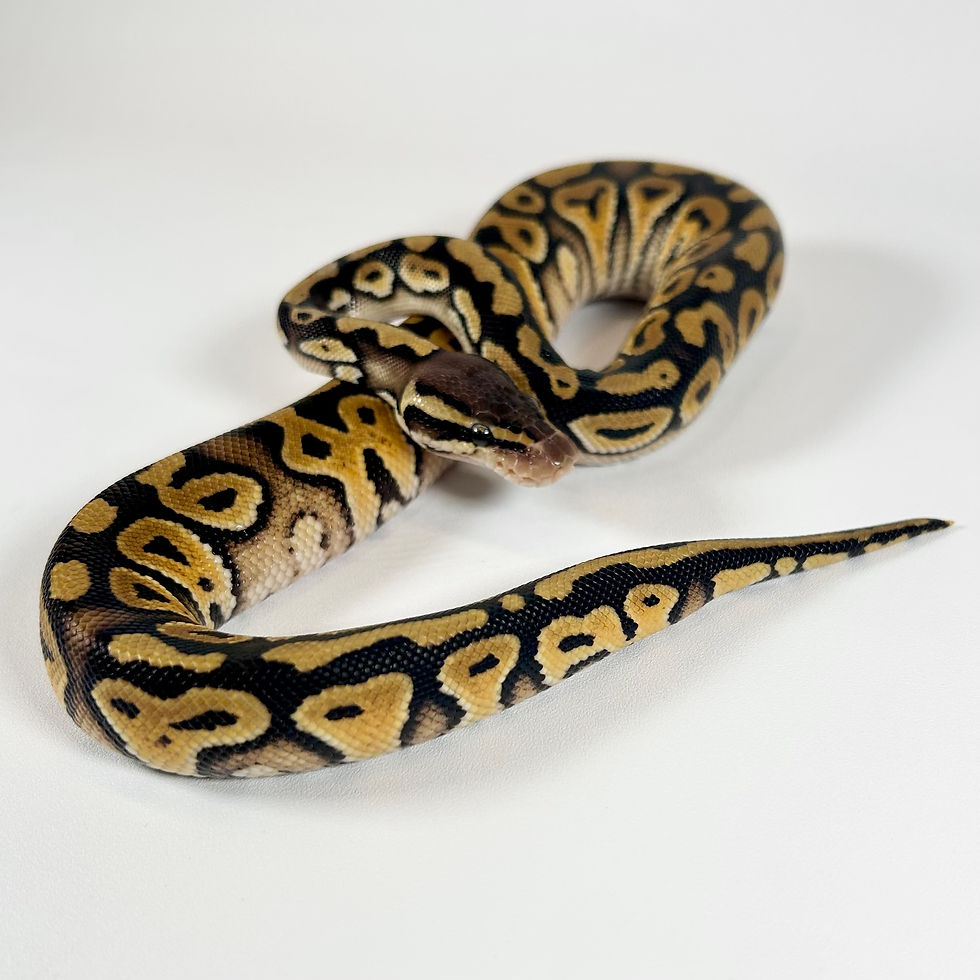 Thumbnail: 0223_04_7/24 Mystic Pastel 50% Het Pied