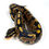 Thumbnail: 0815_KC_5_9/25 HRA BH OD Het Hypo 50% DH Albino Pied Ball Python