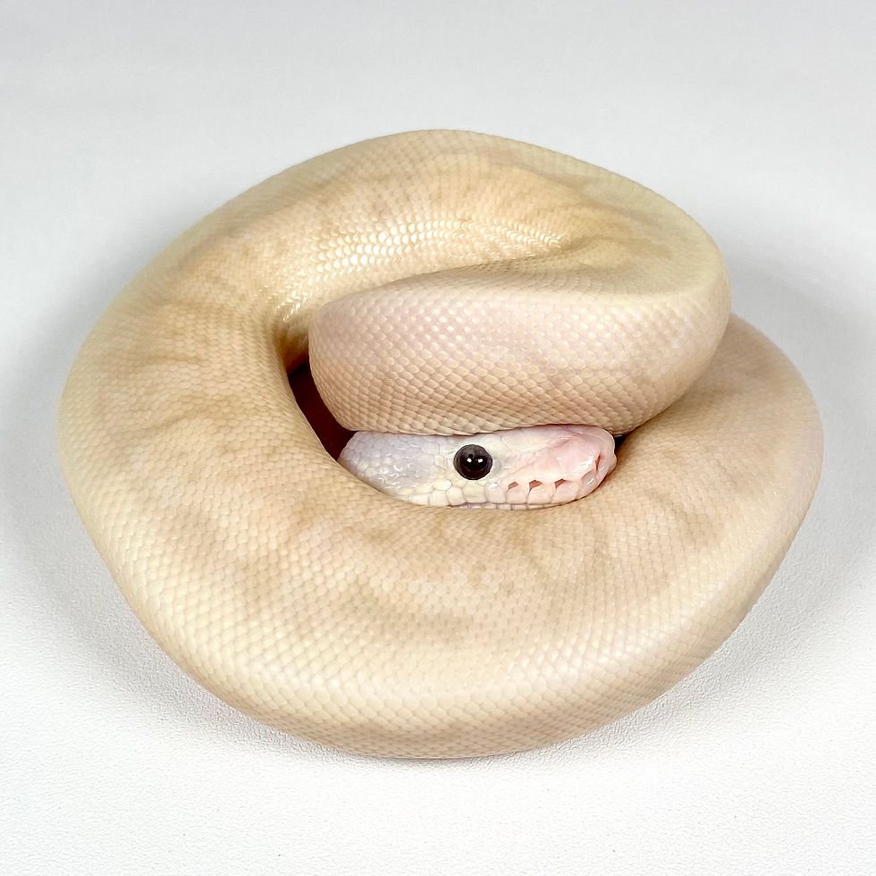 Thumbnail: 0809_AM Killer Vanilla Pinstripe Banana POS Calico Ball Python