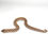 Thumbnail: HN_807_8_0825-BB-F1 Het Swiss 50% Toffee Western Hognose