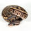 Thumbnail: GHI BP Fire Hypo Ball Python