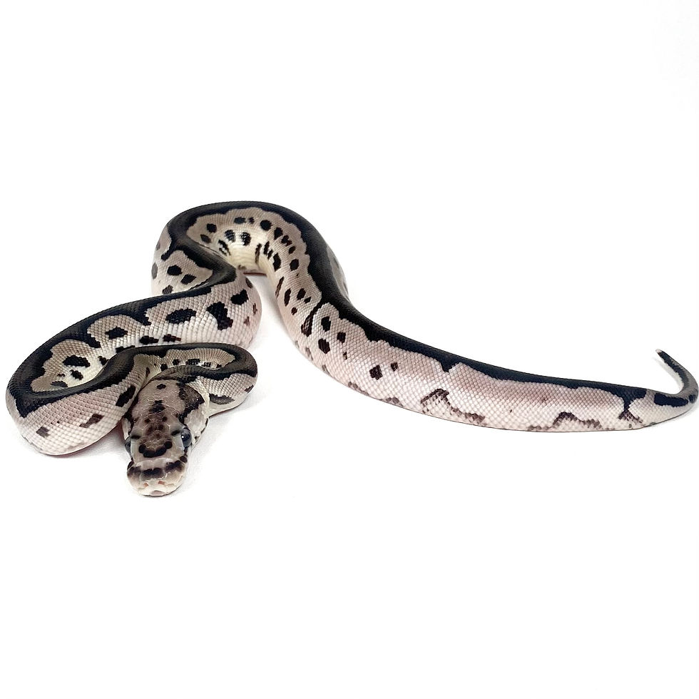 Thumbnail: 0422_05_7/25 VPI Axanthic Clown Het Pied