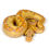 Thumbnail: 0441_05_7/25 Banana Vanilla Cypress Clown Ball Python